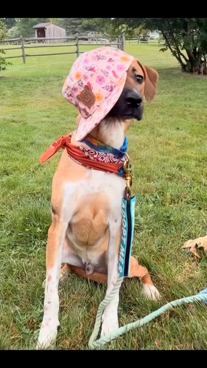Enlarge Happy - In Mass., a Adoptable mixed breed in Willington, CT video 5/6