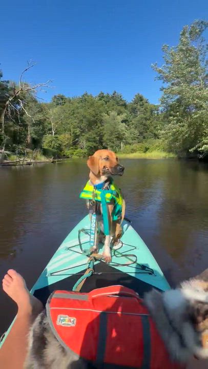 Enlarge Haggard - In Mass., a ADOPTABLE mixed breed in Willington, CT video 5/6