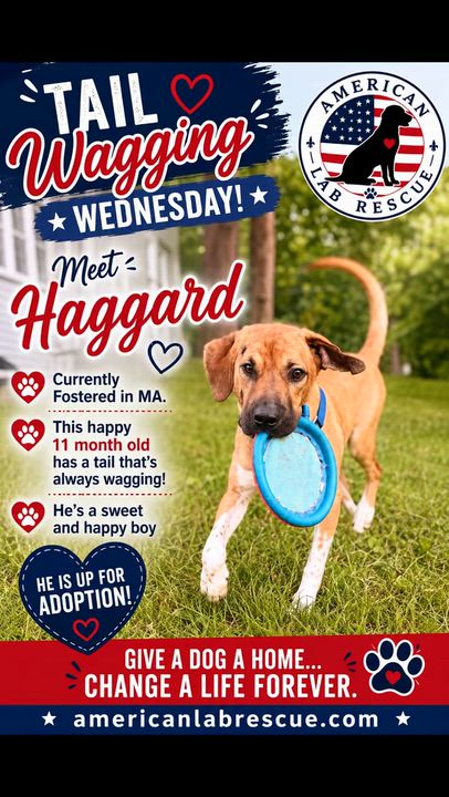 Enlarge Haggard - In Mass., a ADOPTABLE mixed breed in Willington, CT video 6/6