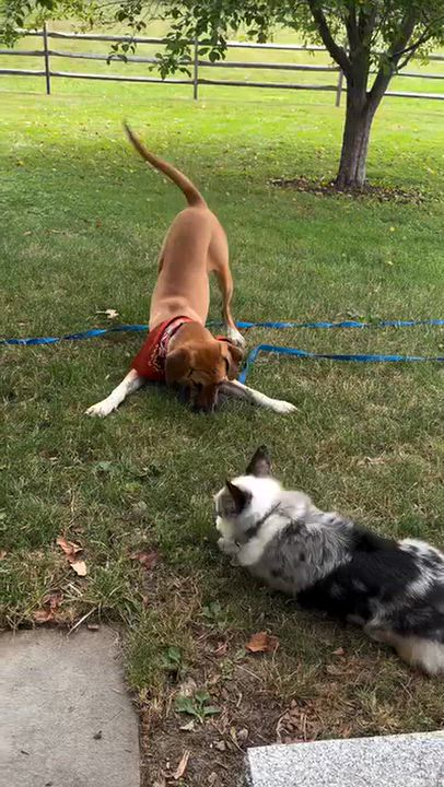 Enlarge Happy - In Mass., a Adoptable mixed breed in Willington, CT video 4/6