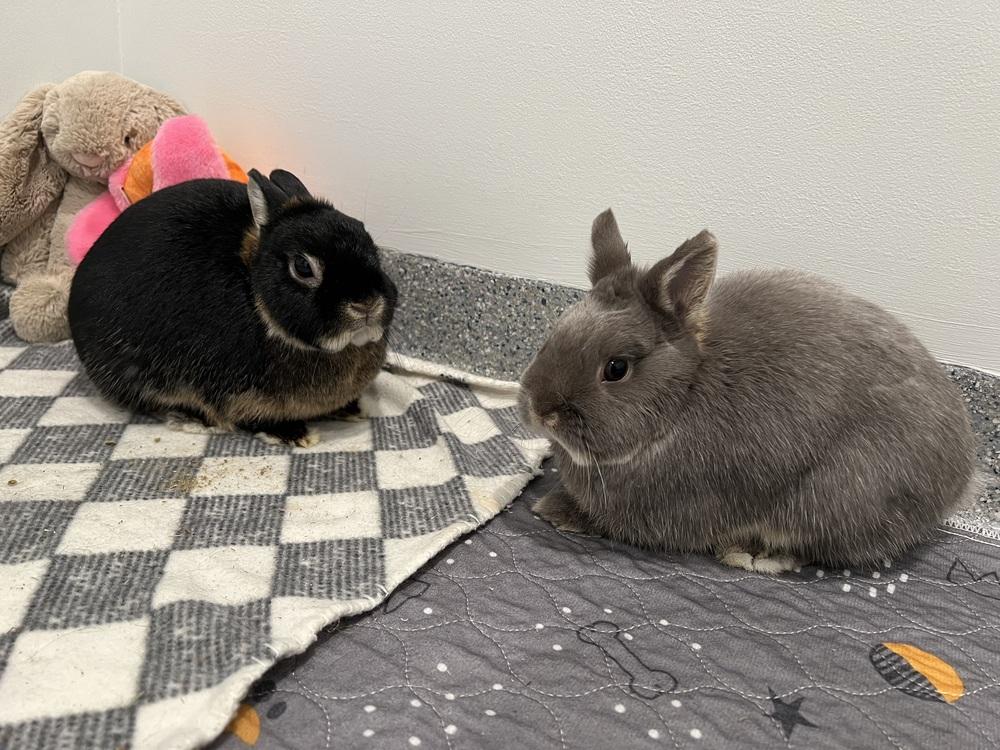 Kimber, Adoptable, Adult Female Netherland Dwarf.