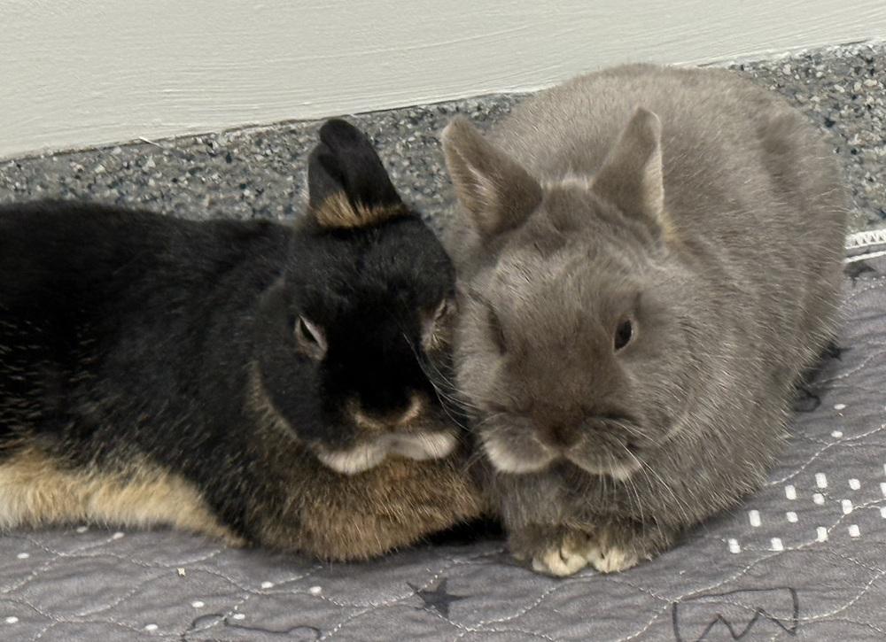 Enlarge Kimber, a Adoptable Netherland Dwarf in Westford, MA image 2/6
