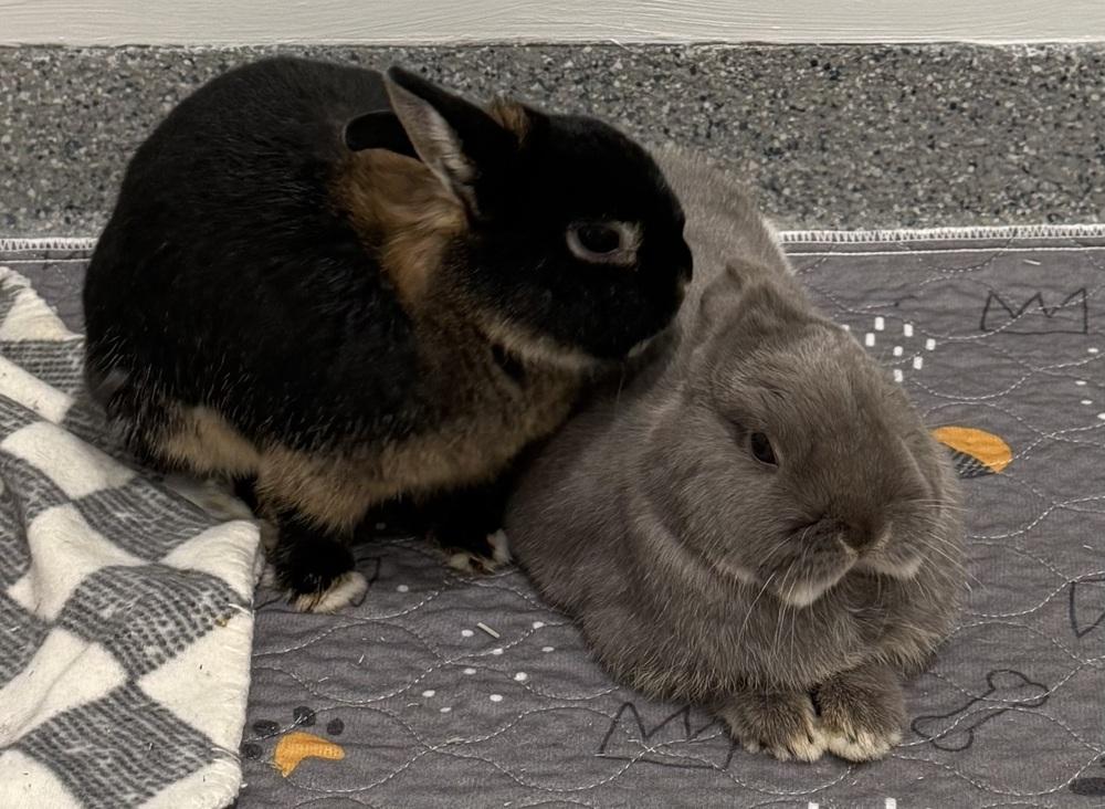 Enlarge Kimber, a Adoptable Netherland Dwarf in Westford, MA image 3/6