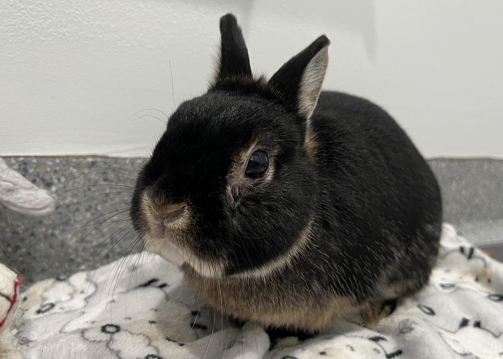 Enlarge Kimber, a Adoptable Netherland Dwarf in Westford, MA image 4/6