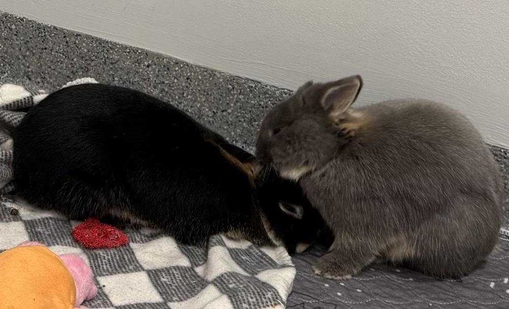Enlarge Kimber, a Adoptable Netherland Dwarf in Westford, MA image 5/6