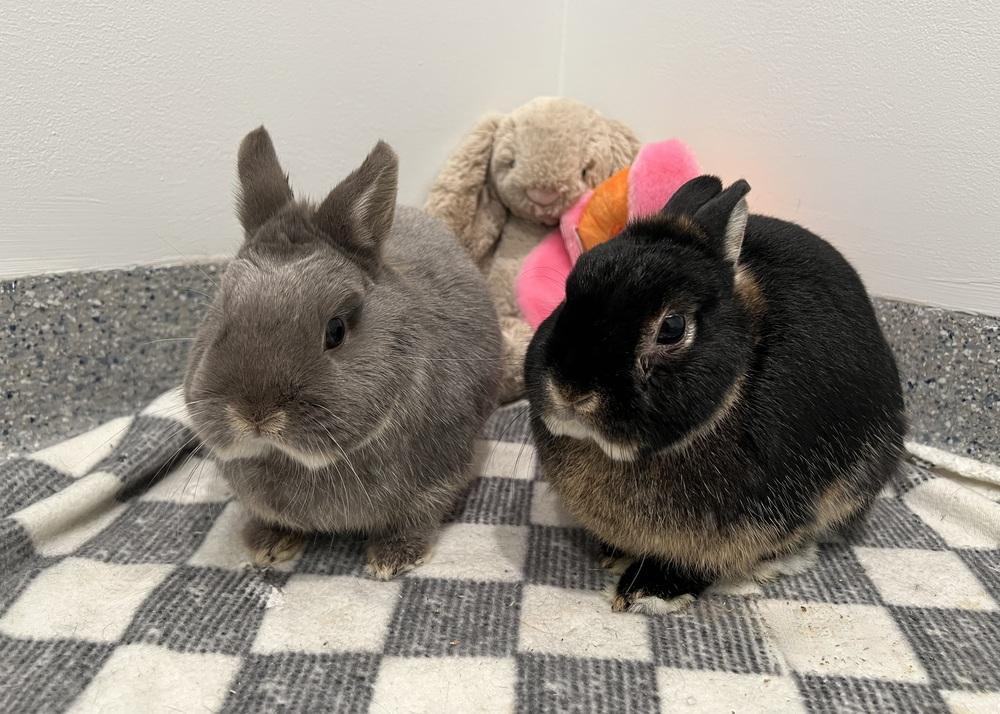 Enlarge Kimber, a Adoptable Netherland Dwarf in Westford, MA image 6/6