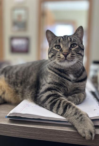 Jerry, Adoptable, Adult Male Domestic Short Hair & Domestic Short Hair.