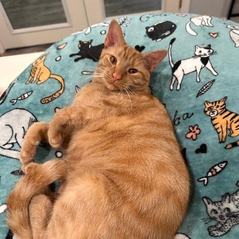 Enlarge Dexter, a Adoptable Domestic Short Hair in Greensburg, PA image 1/2