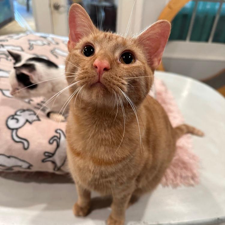 Enlarge Dexter, a Adoptable Domestic Short Hair in Greensburg, PA image 2/2