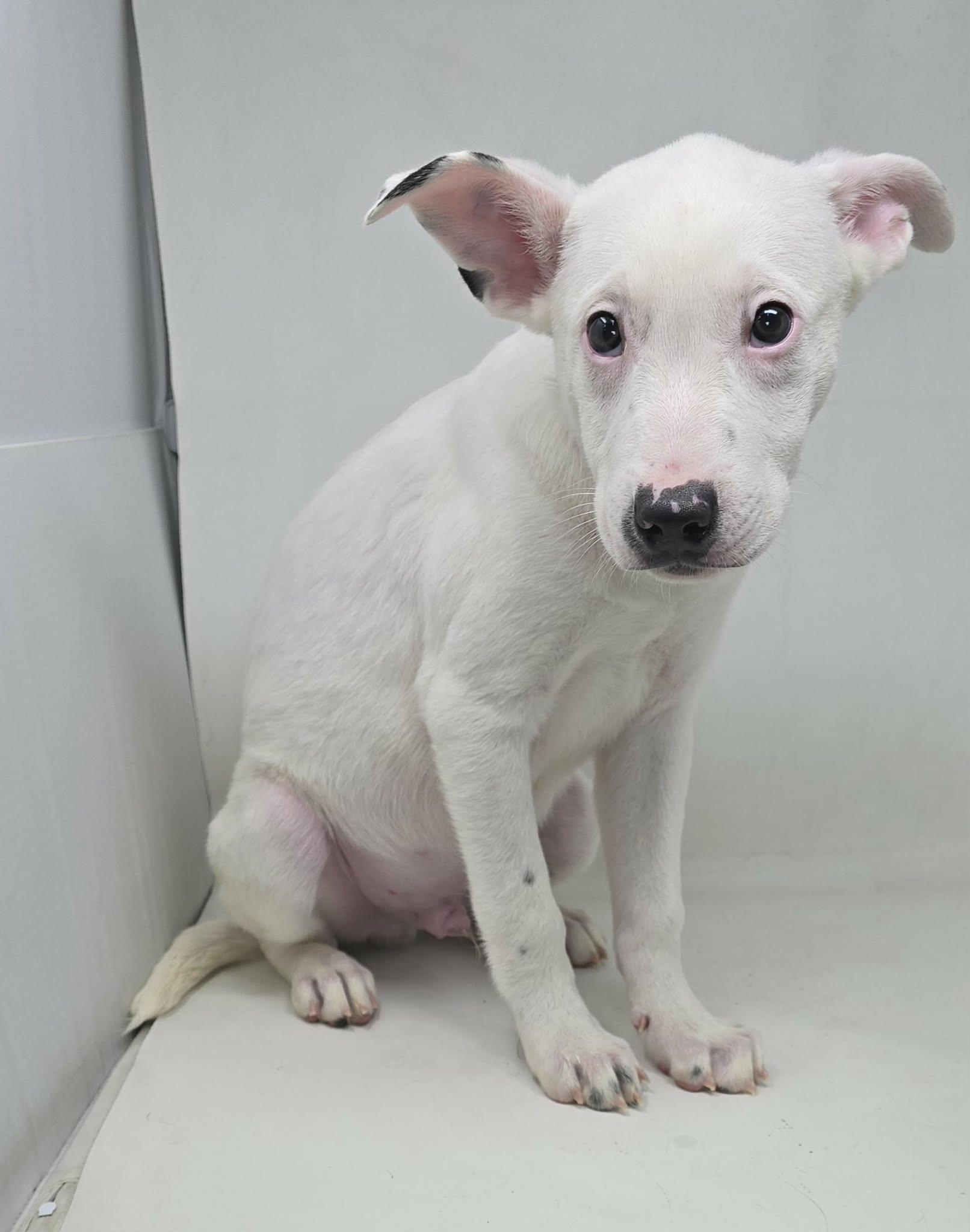 Enlarge Alonso, a Adoptable mixed breed in Newport, TN image 2/3