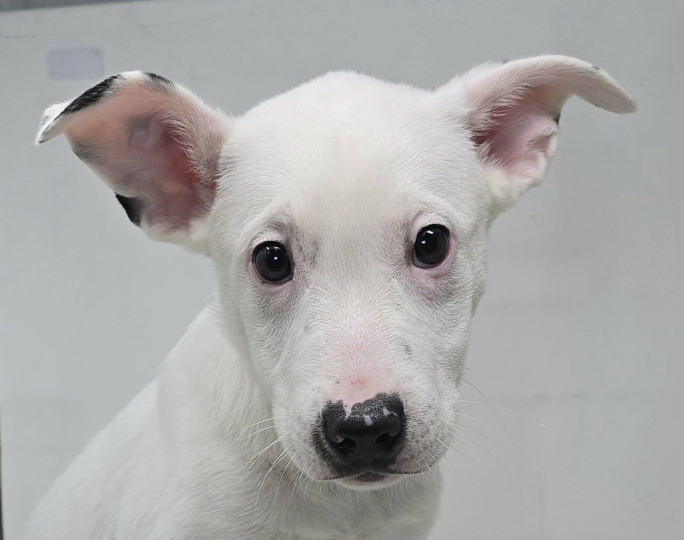 Enlarge Alonso, a Adoptable mixed breed in Newport, TN image 1/3