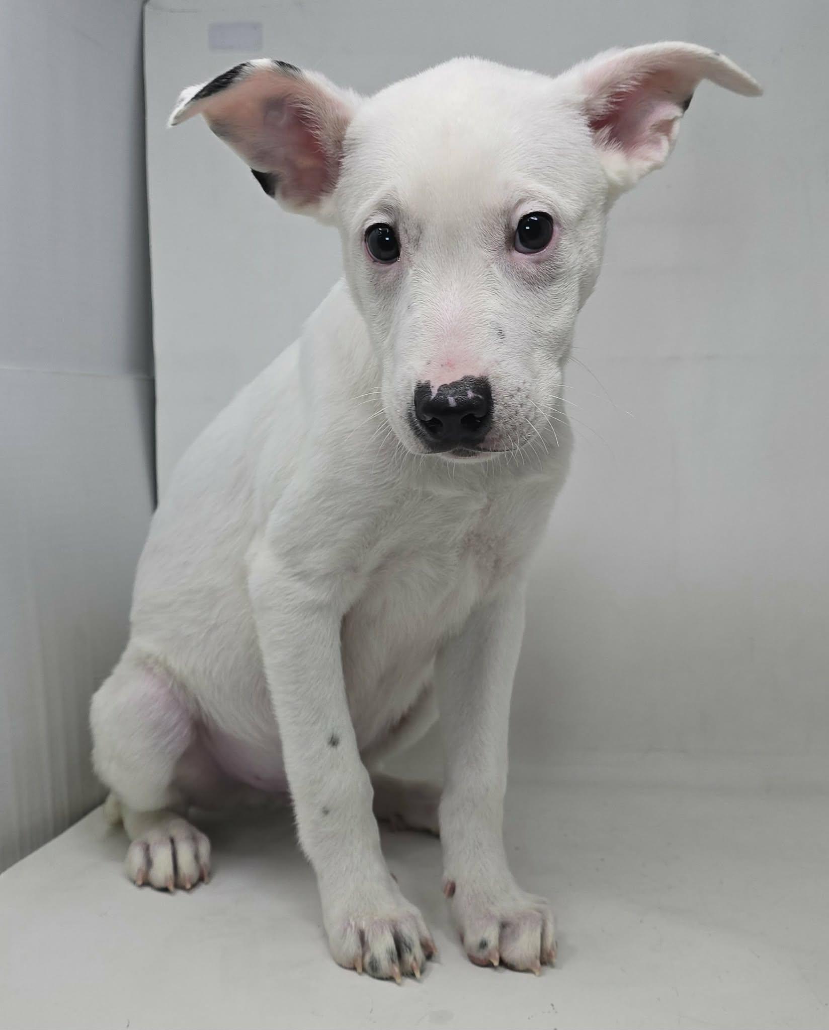 Enlarge Alonso, a Adoptable mixed breed in Newport, TN image 3/3