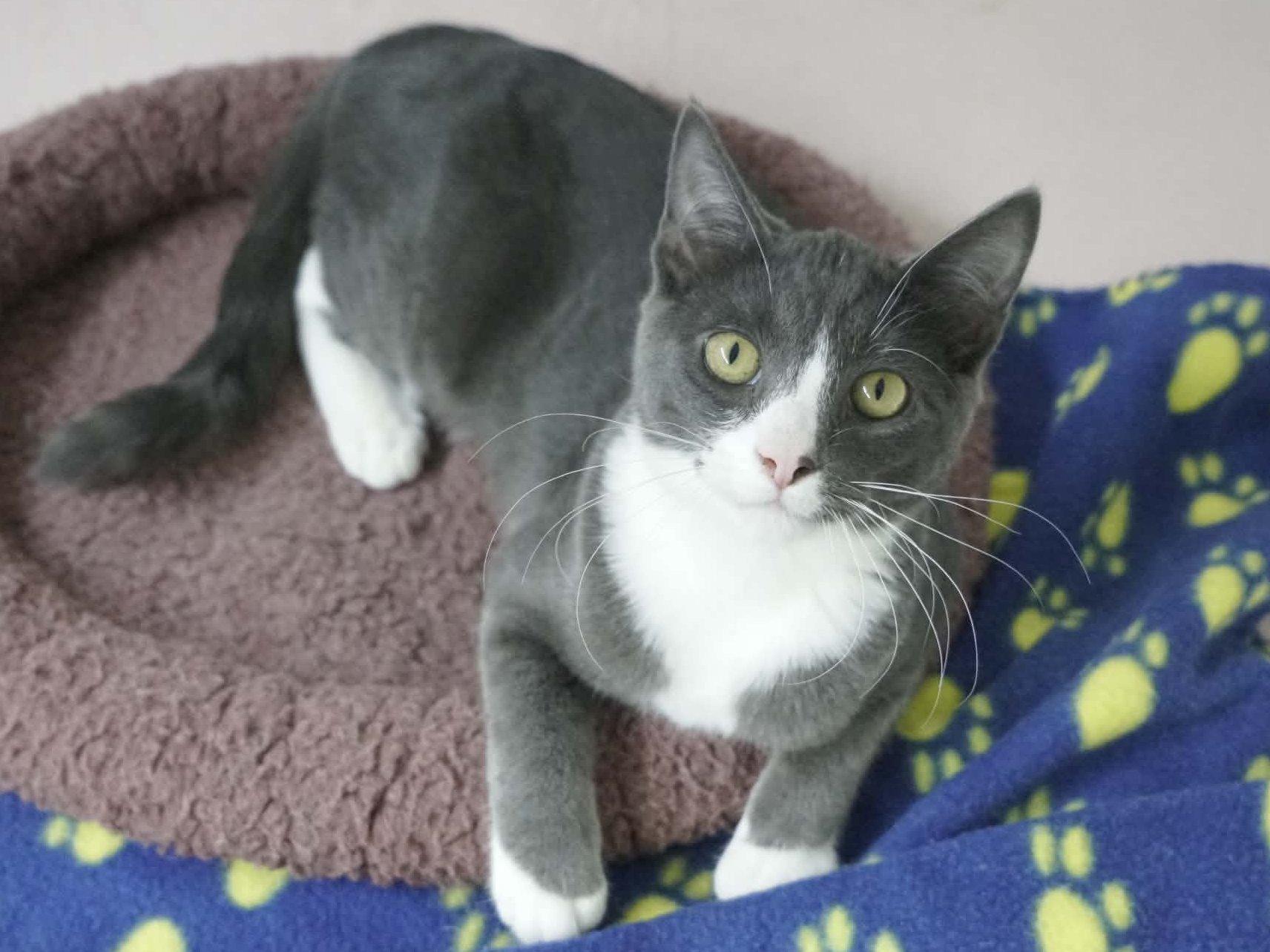 Enlarge Forest, a Adoptable mixed breed in Republic, WA image 5/6