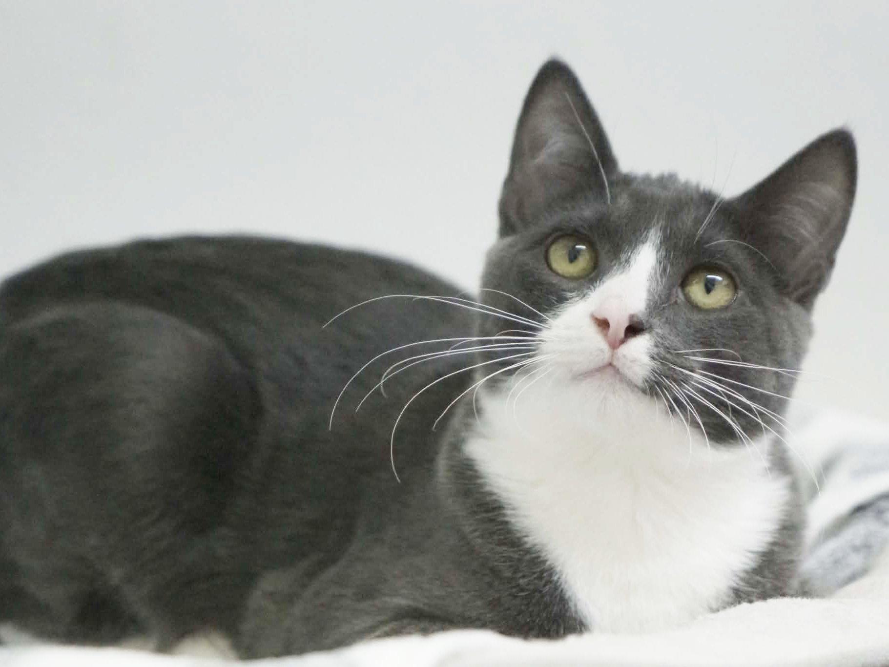 Enlarge Forest, a Adoptable mixed breed in Republic, WA image 3/6