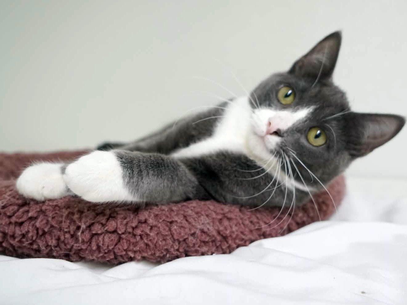 Enlarge Forest, a Adoptable mixed breed in Republic, WA image 2/6