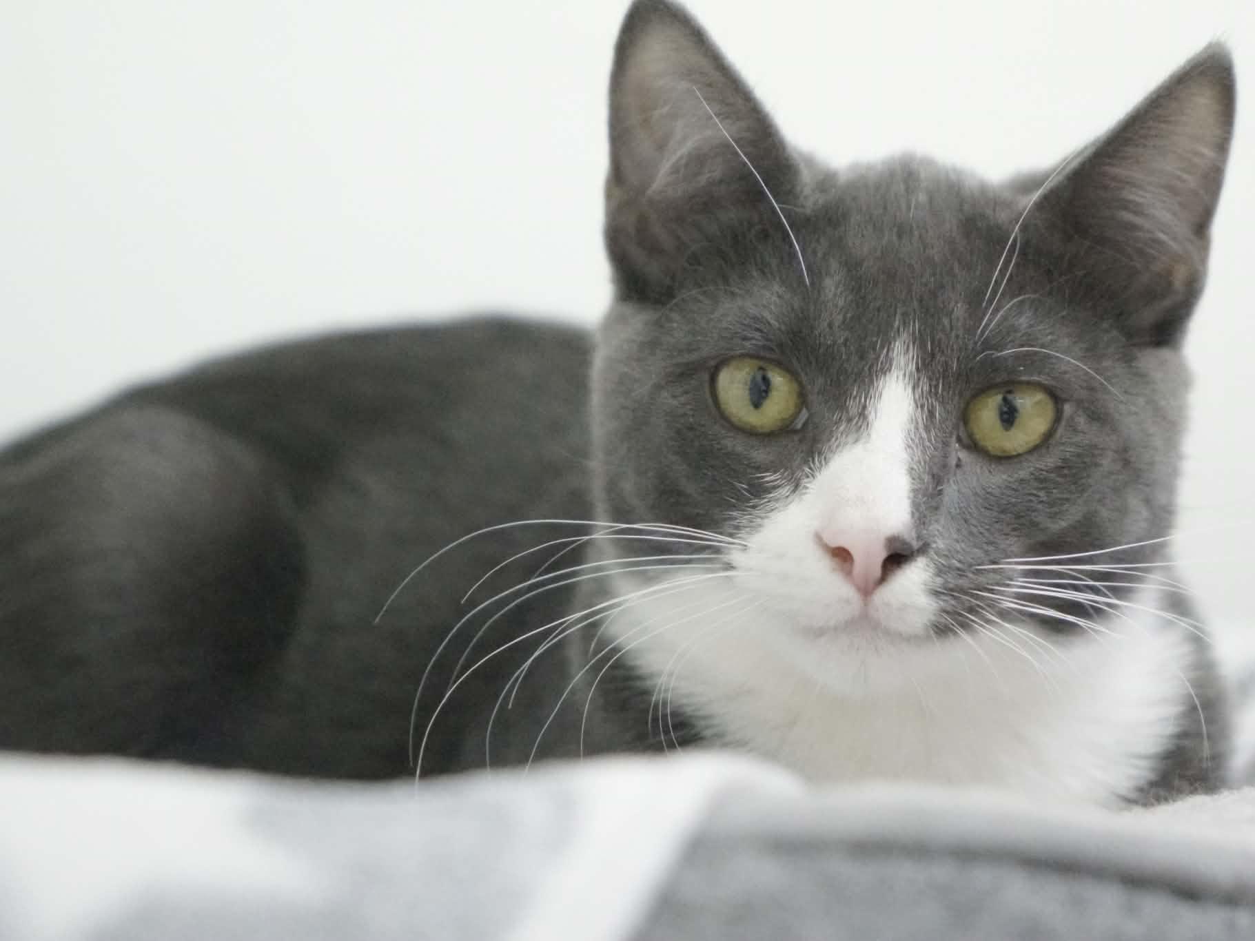 Enlarge Forest, a Adoptable mixed breed in Republic, WA image 4/6