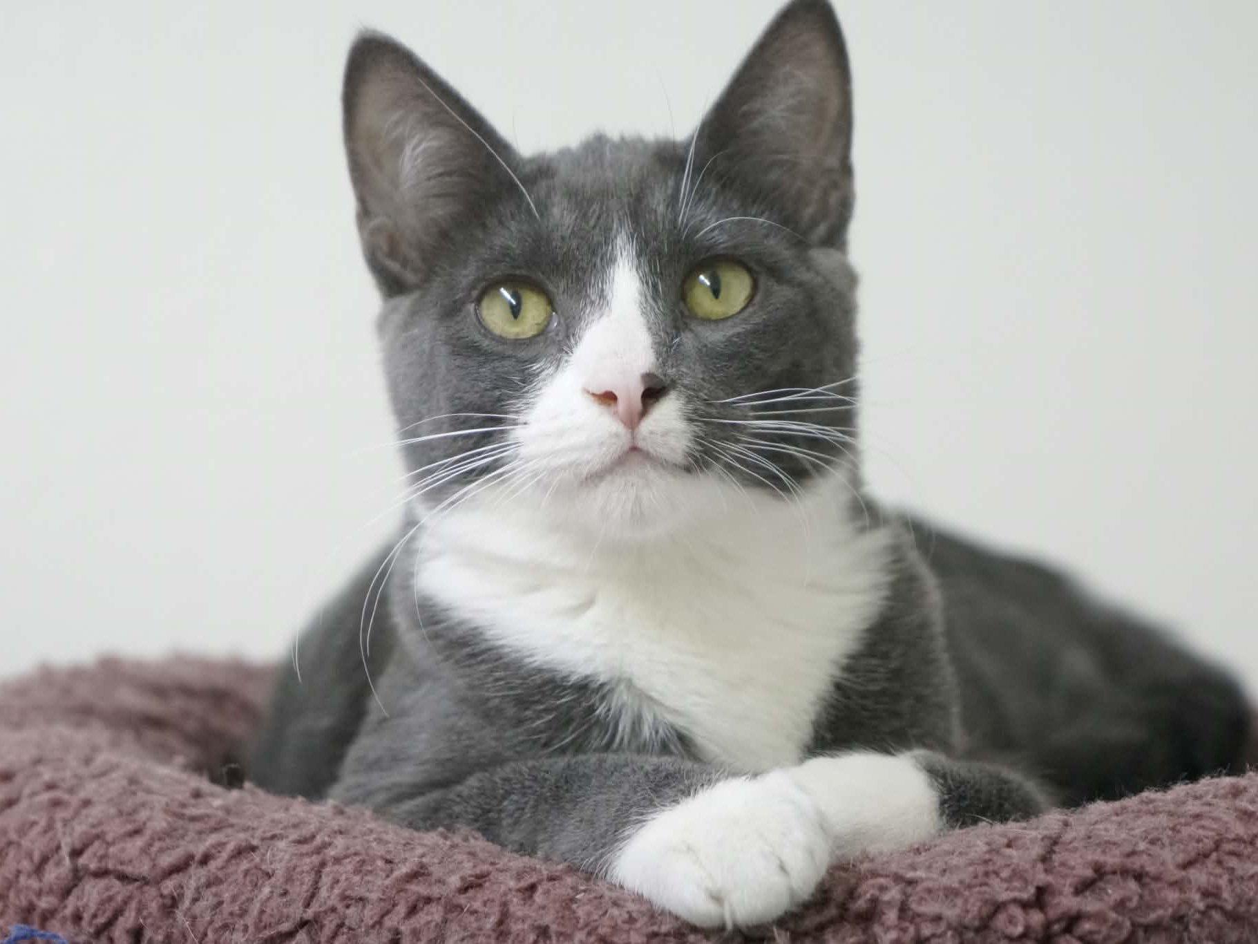Forest, Adoptable, Kitten Male Tuxedo & Domestic Short Hair.