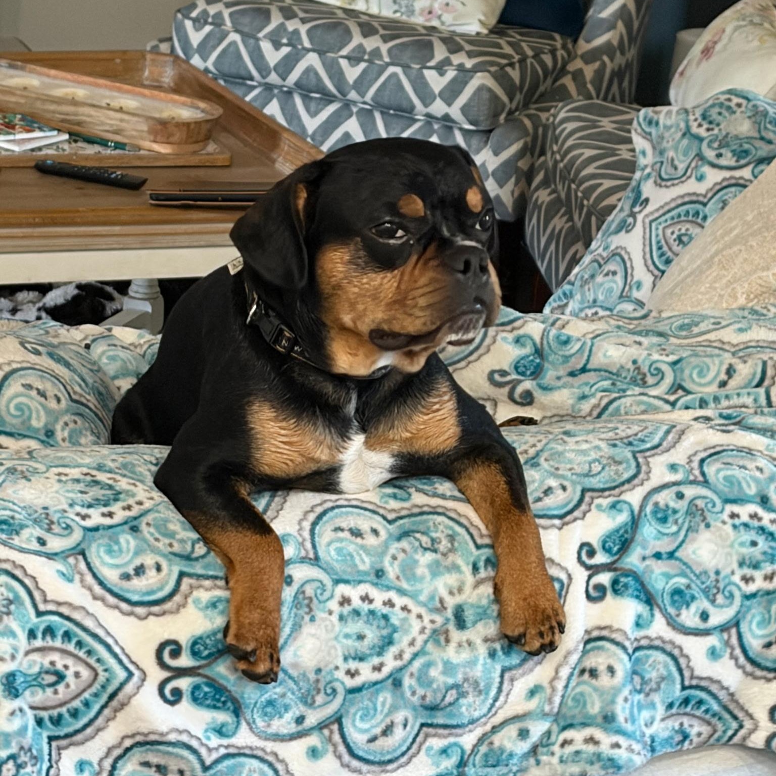 Enlarge Chase, a ADOPTABLE mixed breed in Mary Esther, FL image 1/5