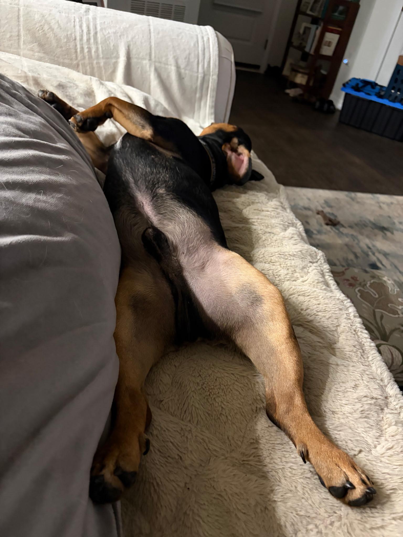 Enlarge Chase, a ADOPTABLE mixed breed in Mary Esther, FL image 5/5
