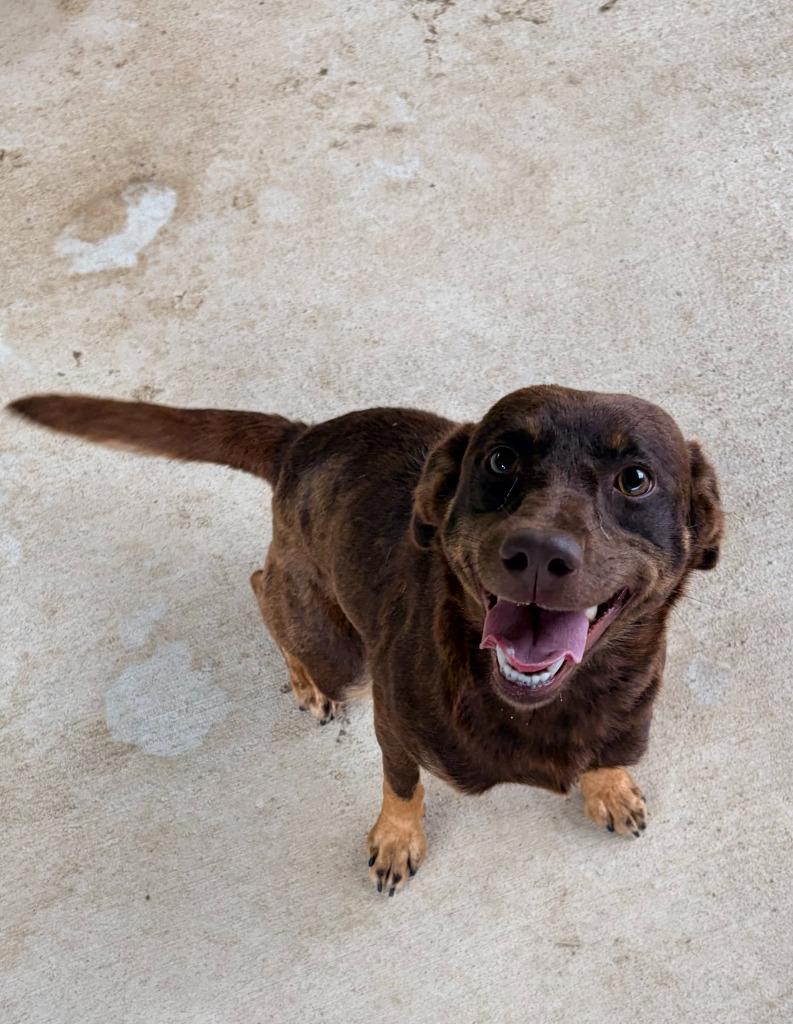 Mocha, Adoptable, Young Female Cattle Dog.