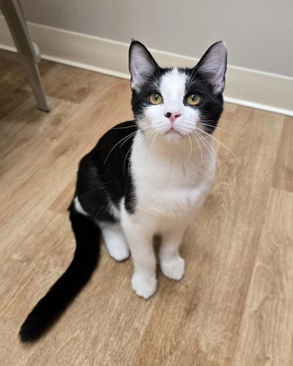 Enlarge Cedar, a Adoptable Domestic Short Hair in Woodstock, IL image 2/3