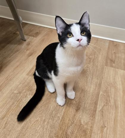 Enlarge Cedar, a Adoptable Domestic Short Hair in Woodstock, IL image 3/3