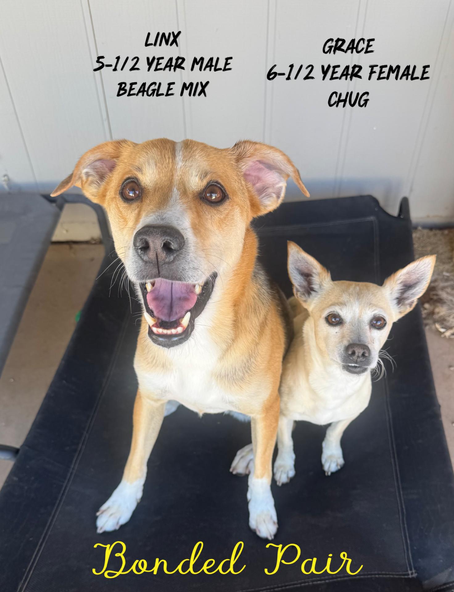 LINX - 5 YEAR MALE BEAGLE MIX & GRACE 6 - YEAR FEMALE CHUG - BONDED PAIR, a ADOPTABLE mixed breed in Mesa, AZ image 1/3