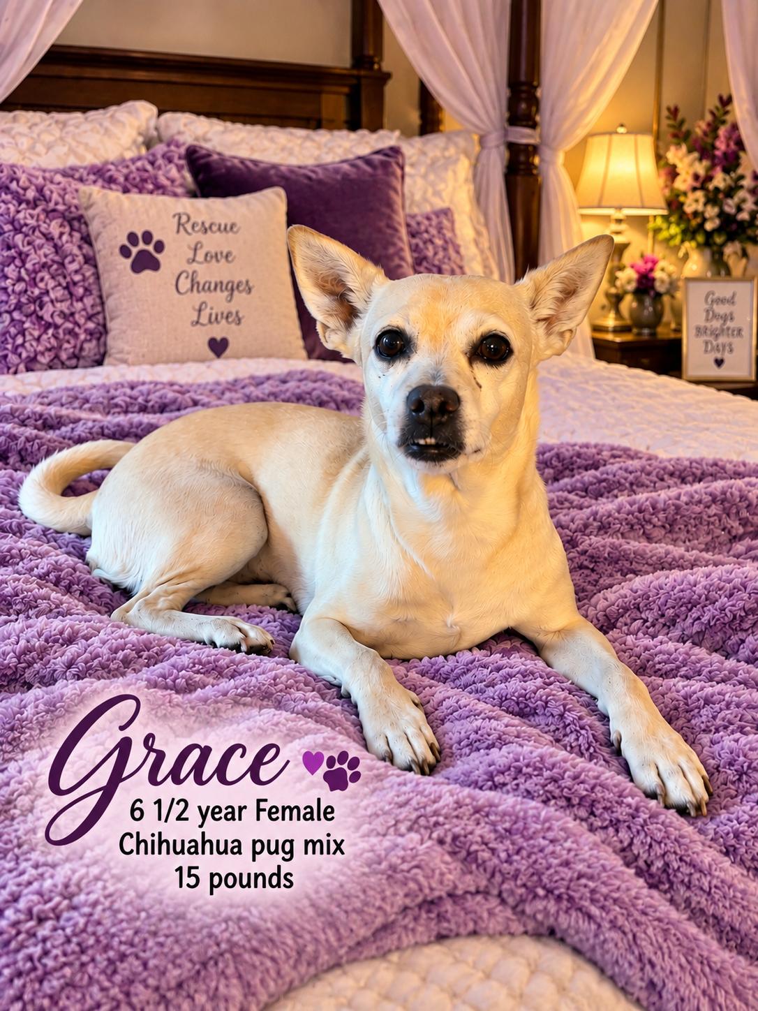 Enlarge GRACE - 6 YEARS OLD FEMALE CHIHUAHUA -PUG MIX -PETCO, 5011 E. RAY ROAD, PHX 85044 ON SATURDAY, 09/19, a Adoptable mixed breed in Mesa, AZ image 1/3