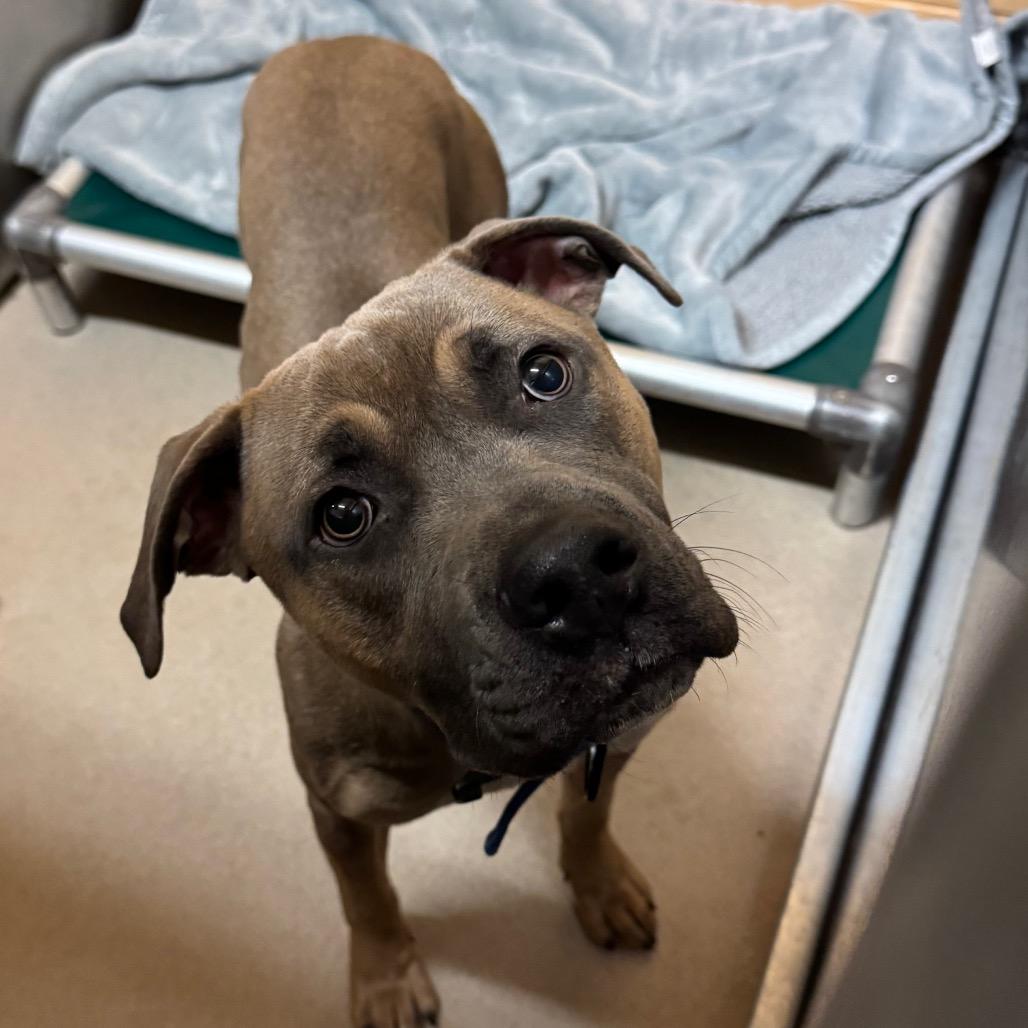 Bart, Adoptable, Young Male Mixed Breed.