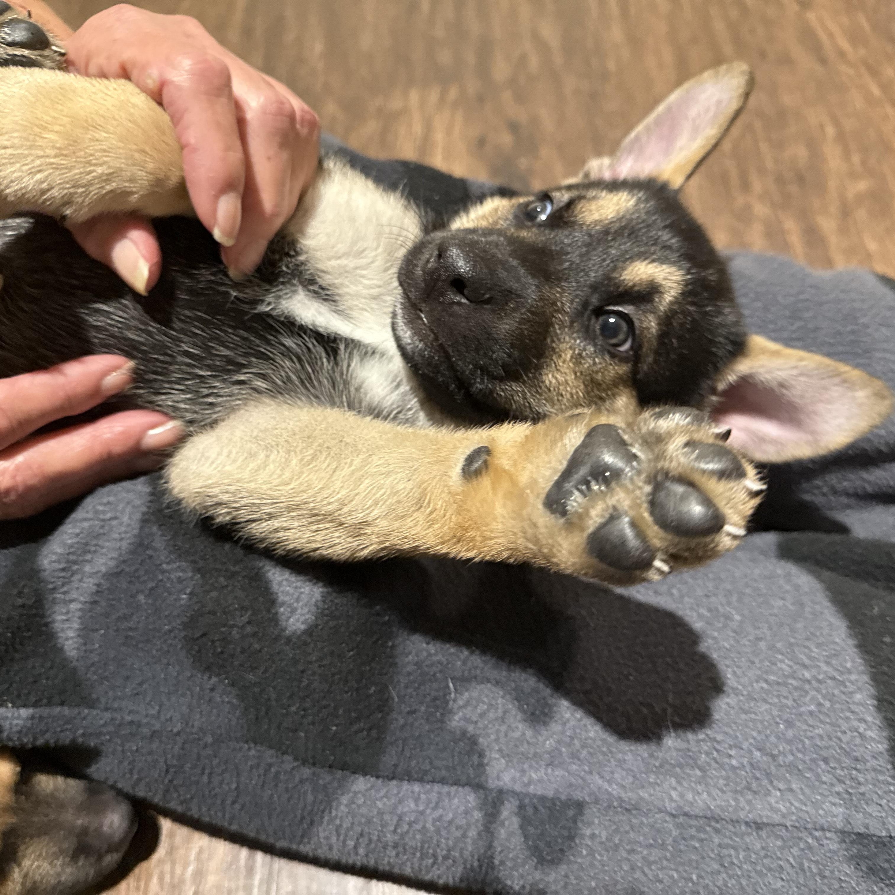 Enlarge Haven, an adoptable mixed breed in Canyon Lake, TX image 6/6