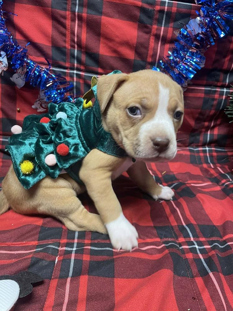 Belle Starr thumbnail 4