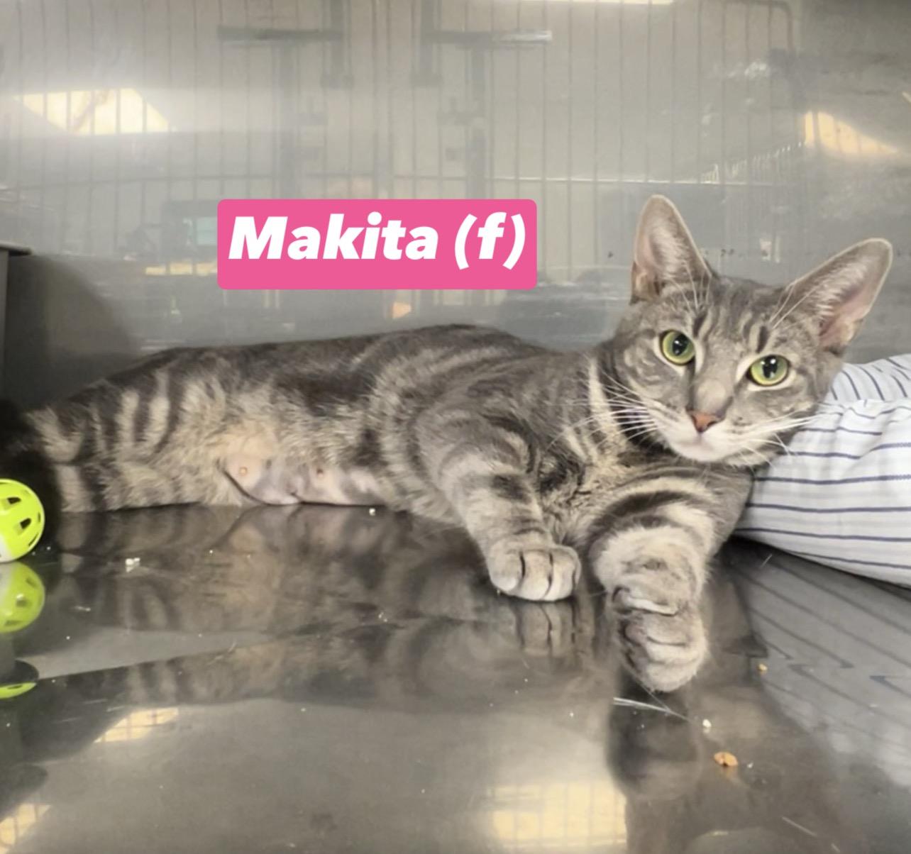 Makita, adopted, Young Female Domestic Short Hair & Russian Blue.