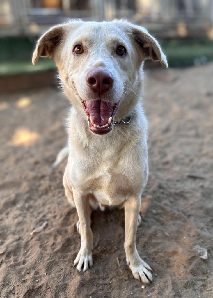Enlarge Yogurt (KSAR), a Adoptable mixed breed in San Diego, CA image 1/2