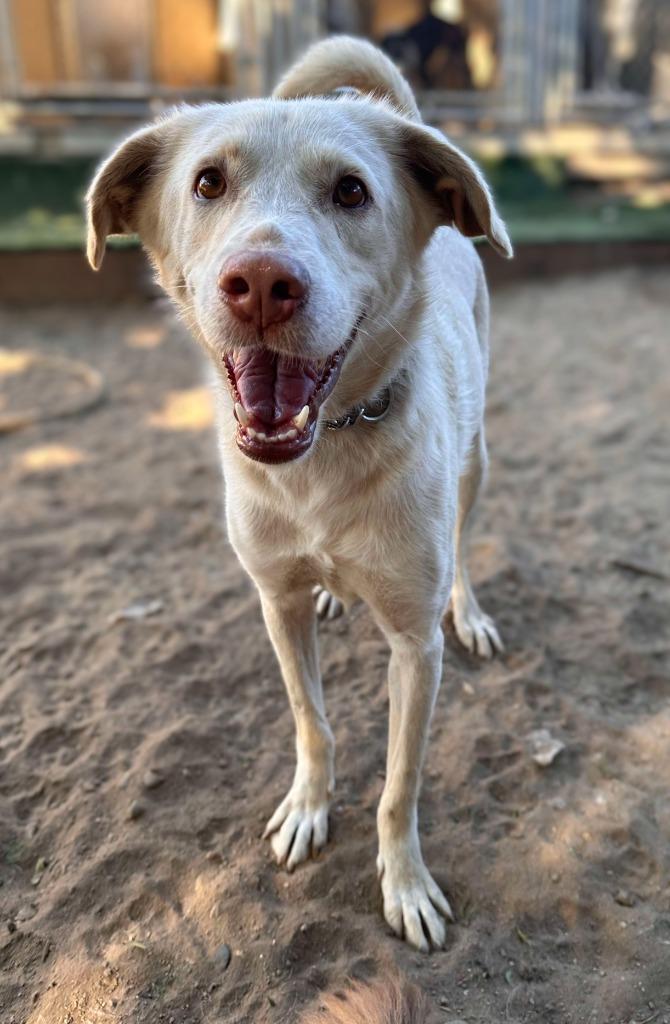 Enlarge Yogurt (KSAR), a Adoptable mixed breed in San Diego, CA image 2/2