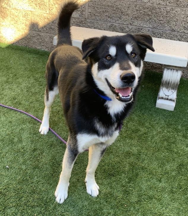 Enlarge ADOPT ME! I'm Sarge , a ADOPTABLE mixed breed in San Marcos, CA image 3/6