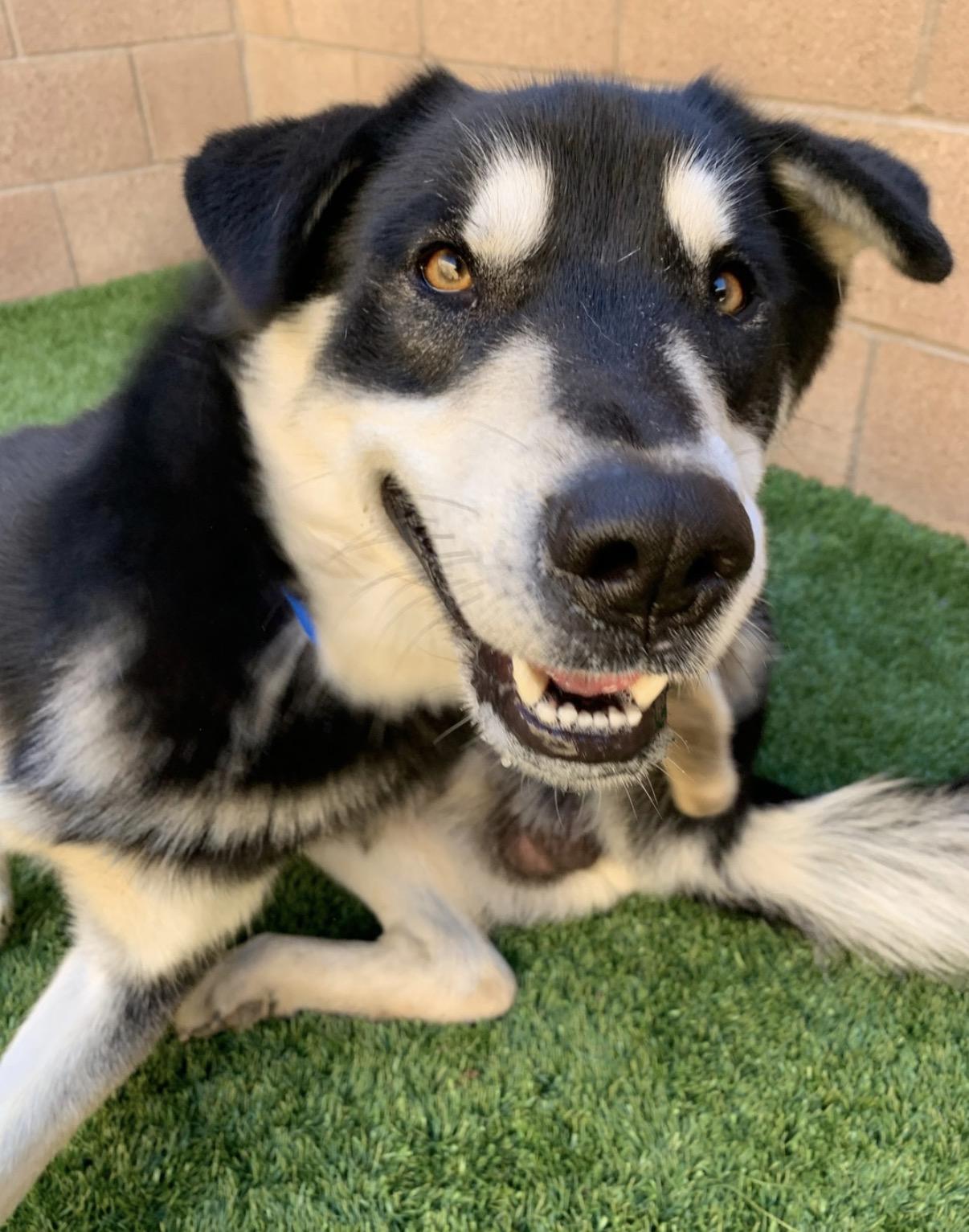Enlarge ADOPT ME! I'm Sarge , a ADOPTABLE mixed breed in San Marcos, CA image 2/6