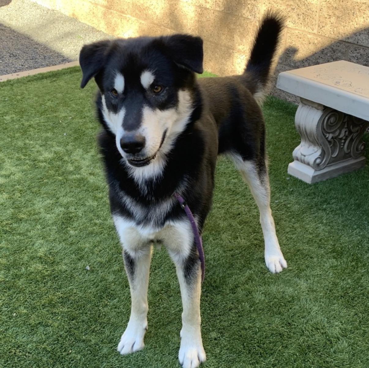 Enlarge ADOPT ME! I'm Sarge , a ADOPTABLE mixed breed in San Marcos, CA image 4/6