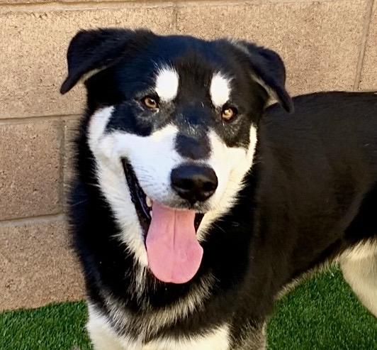 Enlarge ADOPT ME! I'm Sarge , a ADOPTABLE mixed breed in San Marcos, CA image 1/6