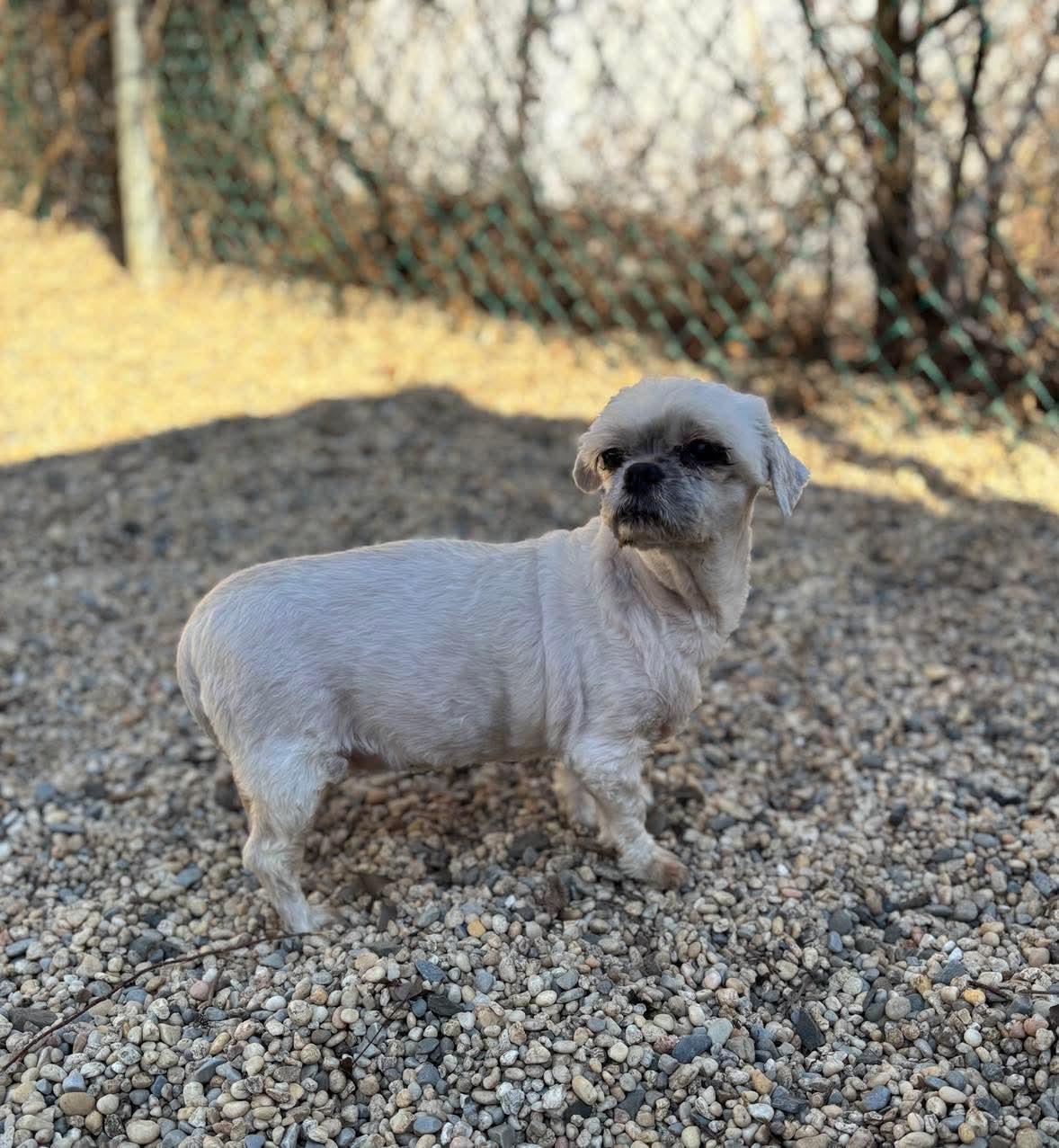 Candy (Chela), Adoptable, Senior Female Shih Tzu.