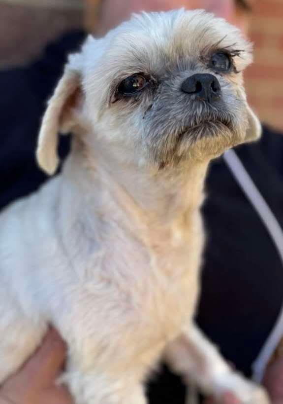 Candy (Chela), a Adoptable mixed breed in Matawan, NJ image 2/2
