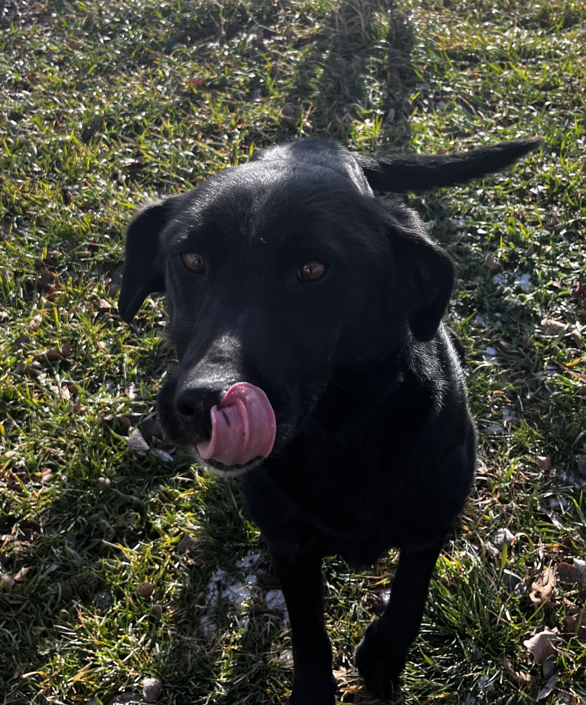 Uno, ADOPTABLE, Adult Male Chocolate Labrador Retriever & Australian Kelpie.