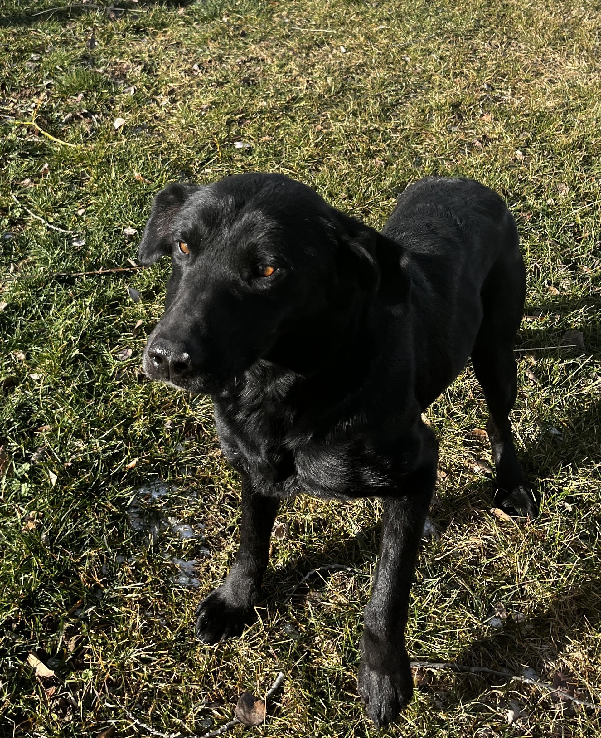 Enlarge Uno, a ADOPTABLE mixed breed in Pocatello, ID image 2/4