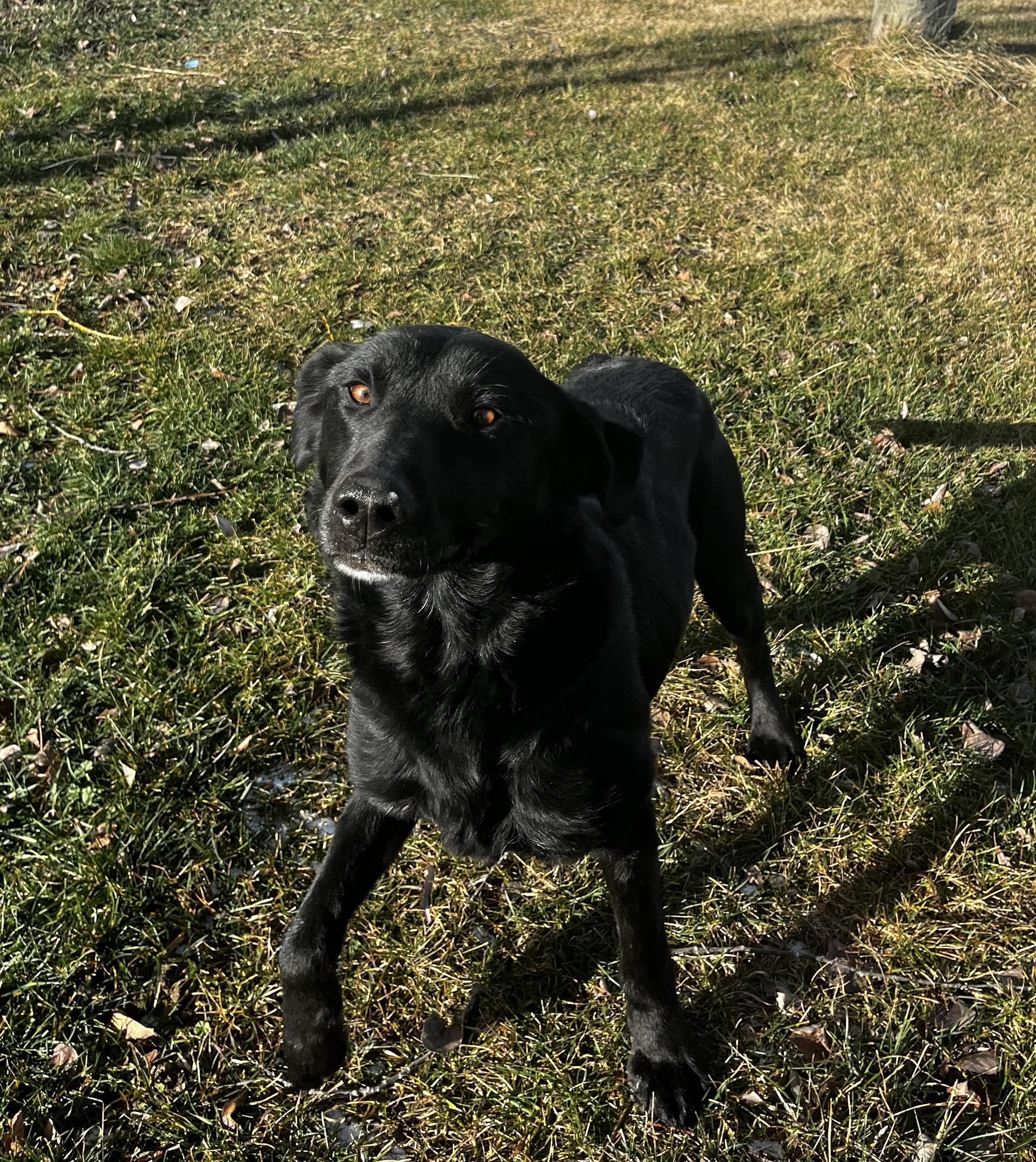 Enlarge Uno, a ADOPTABLE mixed breed in Pocatello, ID image 3/4