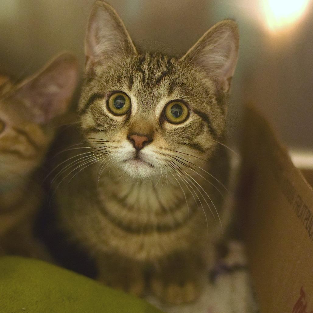 Oak, Adoptable, Kitten Male Domestic Short Hair.