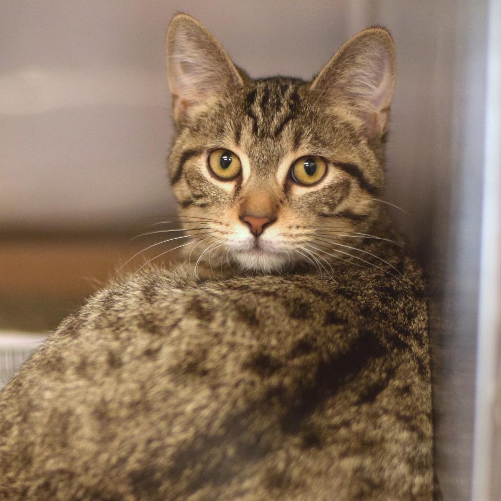 Oak, a Adoptable Domestic Short Hair in Belleville, IL image 2/2