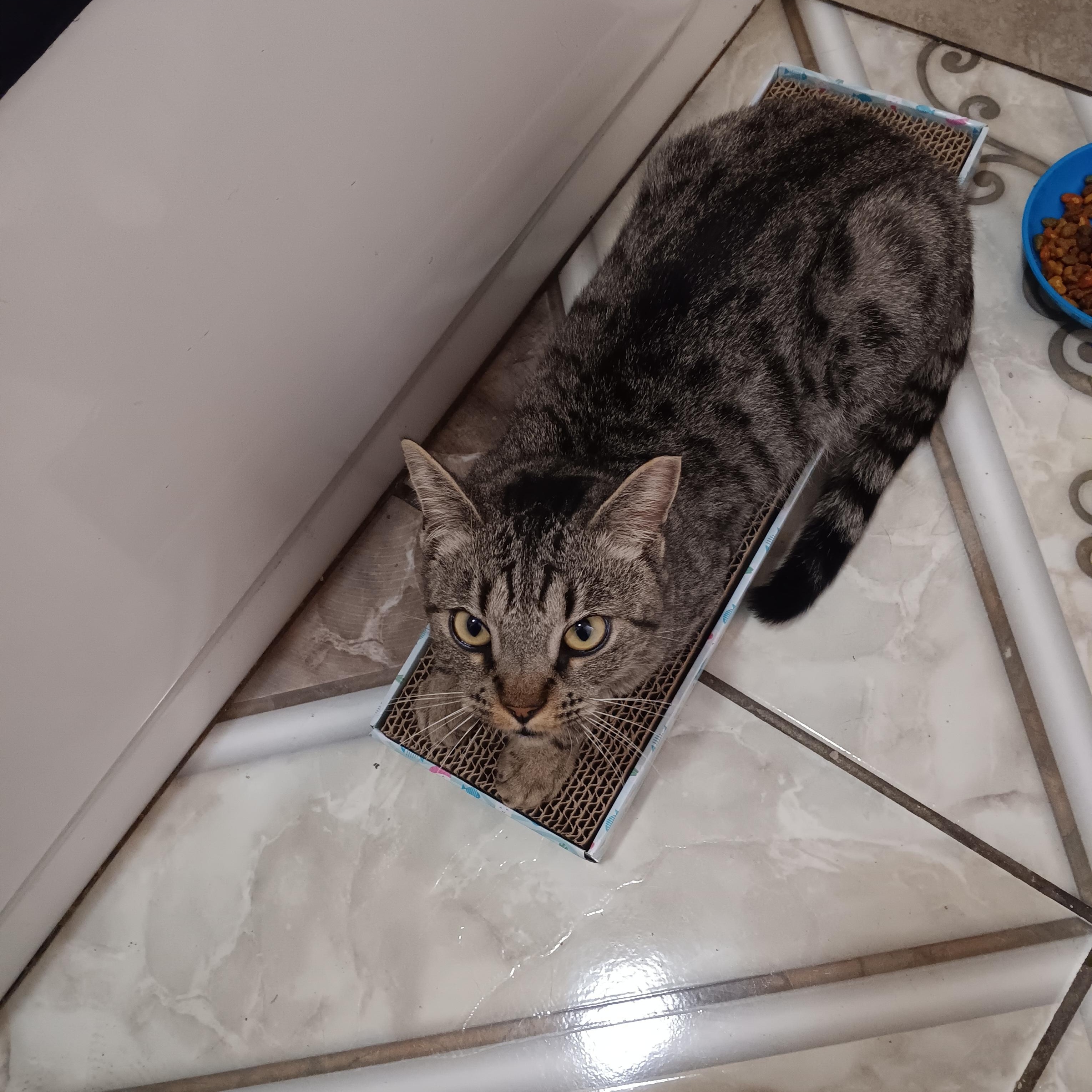 Enlarge Jacinda, an adopted Domestic Short Hair in Orange, CA image 2/2