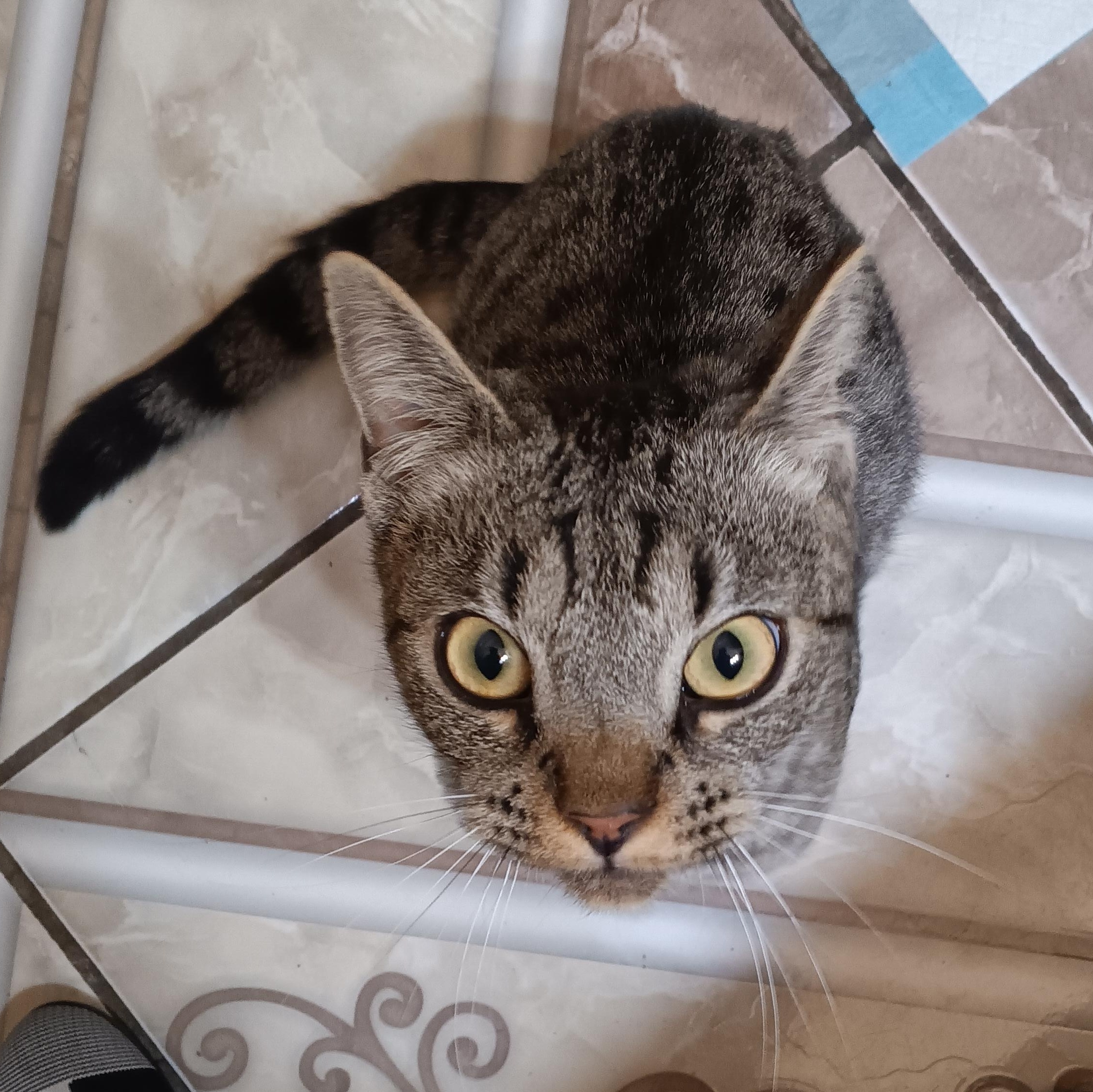 Enlarge Jacinda, an adopted Domestic Short Hair in Orange, CA image 1/2