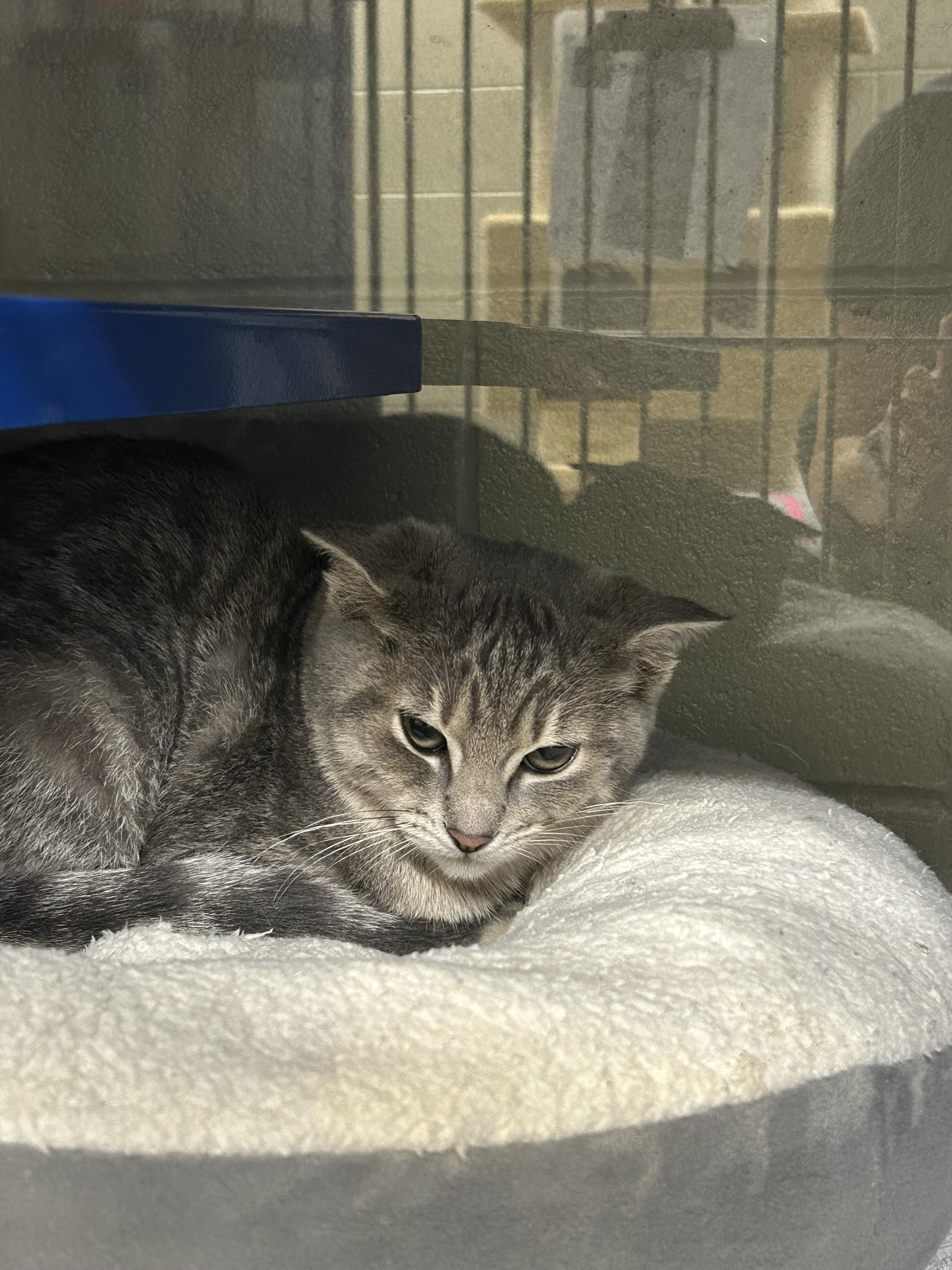 Enlarge Tabasco, a Adoptable Domestic Short Hair in Caledon, ON image 3/4
