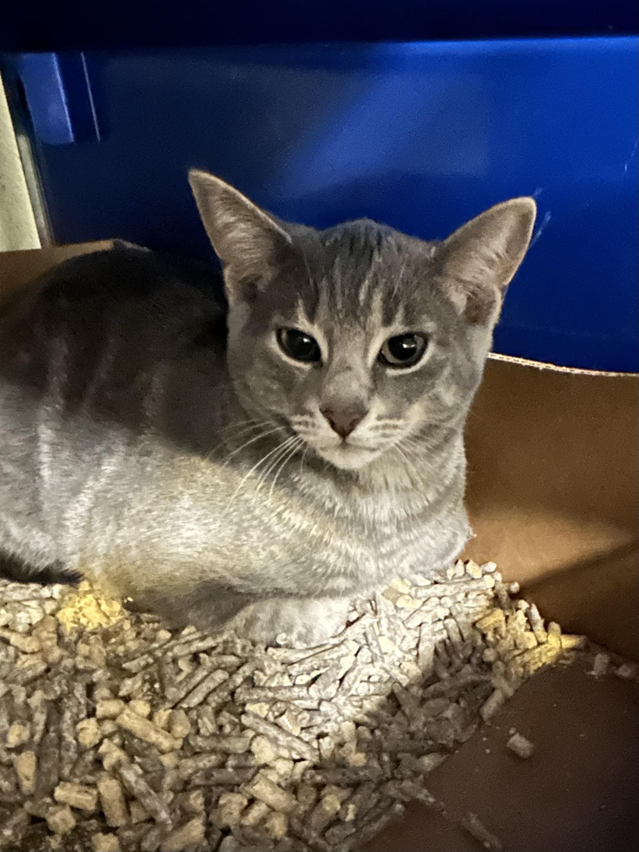 Enlarge Tabasco, a Adoptable Domestic Short Hair in Caledon, ON image 2/4