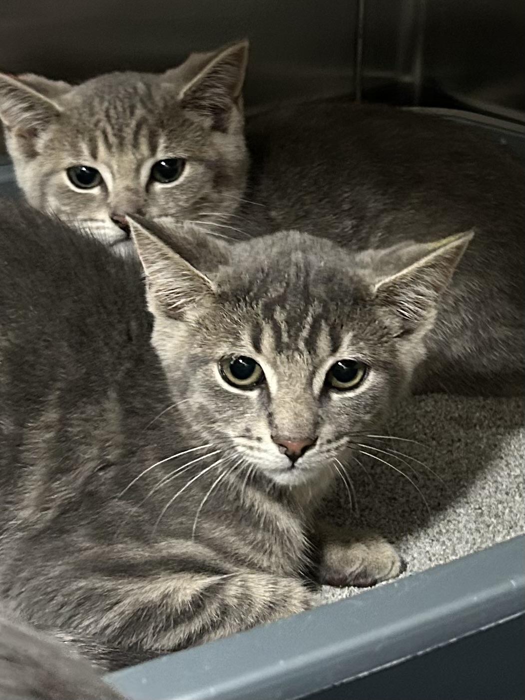 Enlarge Tabasco, a Adoptable Domestic Short Hair in Caledon, ON image 4/4